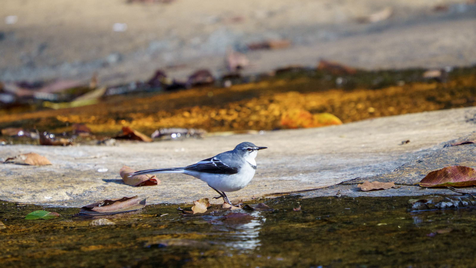 image Mountain Wagtail